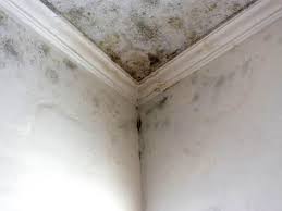 Best Mold Prevention Services in West Ack, NY