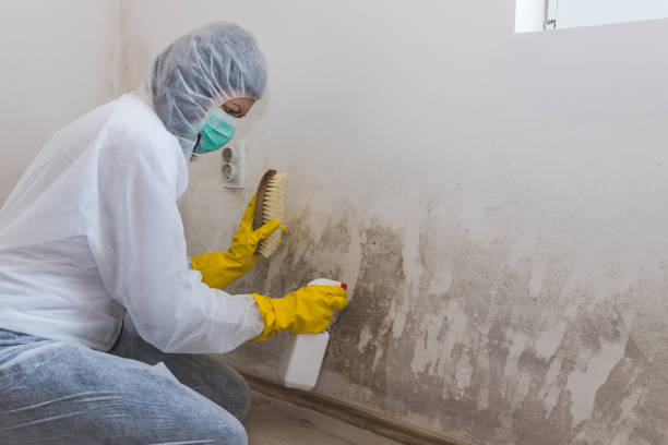 Professional Mold Removal in West Nyack, NY